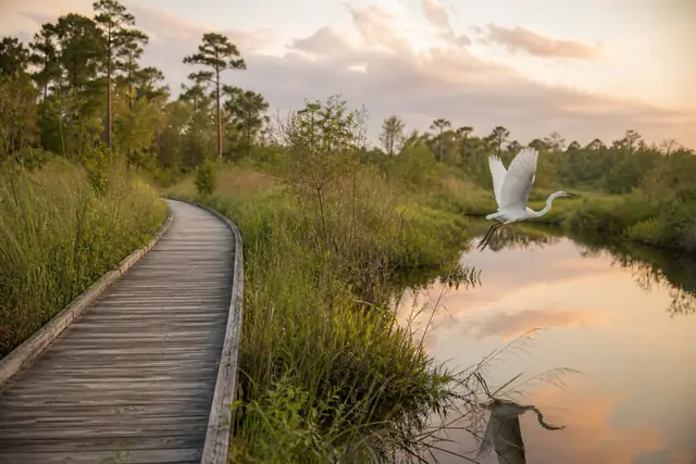Tallgrass prairie meeting still bayou water at golden hour with a weathered boardwalk into the marsh
