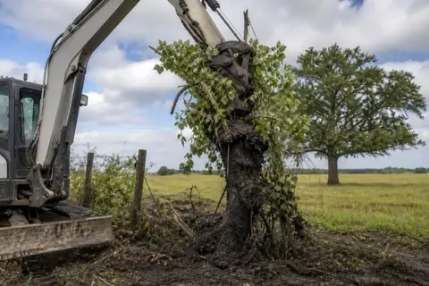Machine lifting a popcorn tree out whole at a fence corner, root mass trailing wet black soil