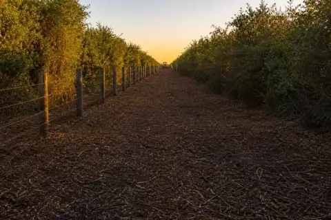 Freshly mulched corridor along a ranch fence line with cedar posts and new wire visible again