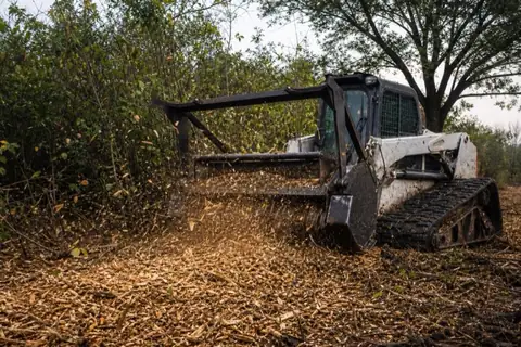 Forestry mulcher head grinding through a Chinese tallow thicket with chips arcing over dark clay