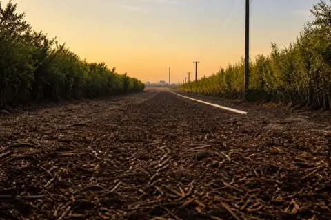 Long mulched easement running straight between tallow walls toward power poles and a hazy industrial horizon