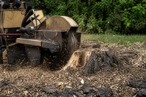 Stump grinder wheel cutting into a wide hackberry stump with chips spraying over dark clay